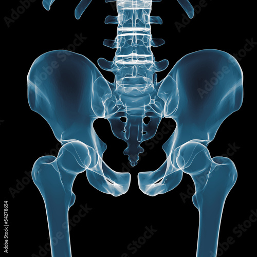 Illustration: pelvis under the X-rays pelvis under the X-rays