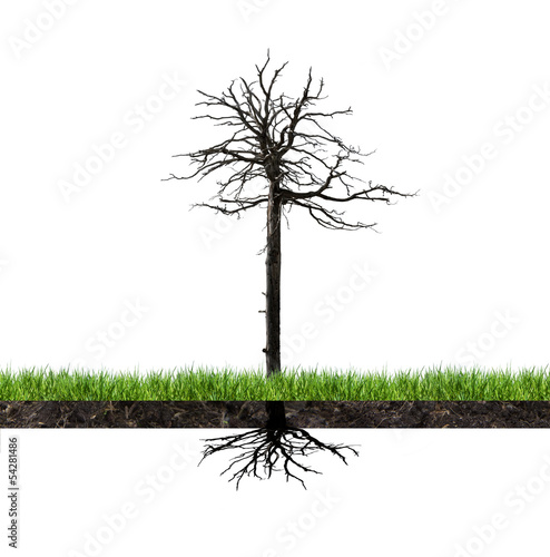 Photo: Kahler Baum mit Wurzeln Kahler Baum mit Wurzeln