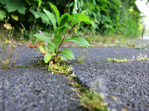 Photo: Unkraut Unkraut