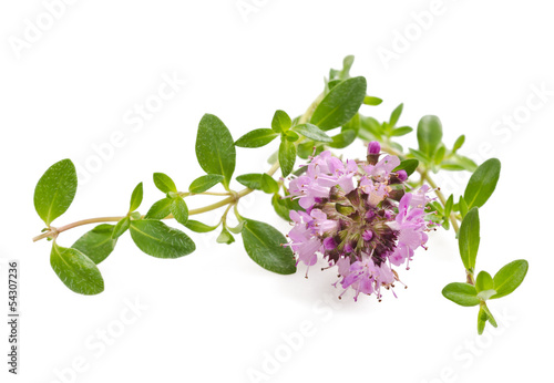 Photo: Thyme flowers Thyme flowers