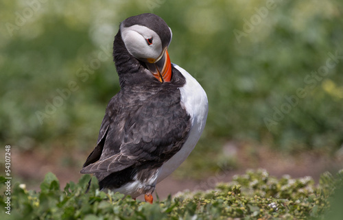 Photo: Puffin on grass Puffin on grass