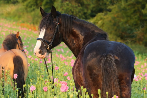 Photo: Shire mit Pony im Mohn Shire mit Pony im Mohn