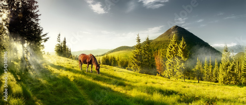 Horse on a summer pasture in the mountains