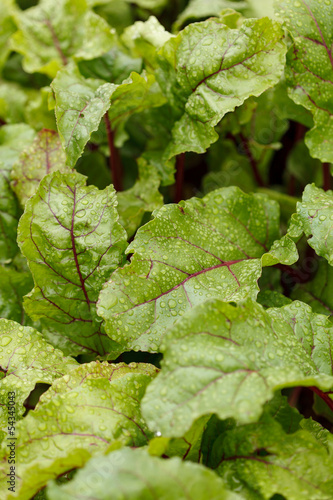 Photo: Mangold in the garden Mangold in the garden