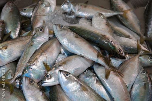 Photo: Fish Fish