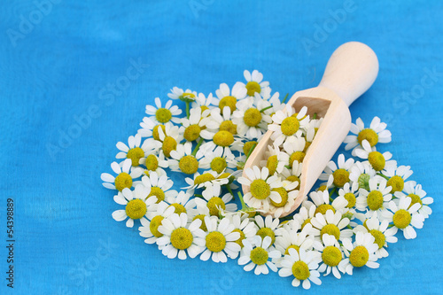 Photo: Chamomile flowers on wooden scoop on blue background Chamomile flowers on wooden scoop on blue background