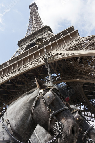 Photo: horses under the tour eiffel horses under the tour eiffel
