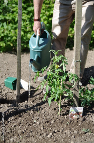 Photo: jardinage - arrosage de plants de tomate jardinage - arrosage de plants de tomate