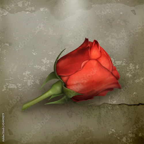 Vector: Red rose old Red rose old