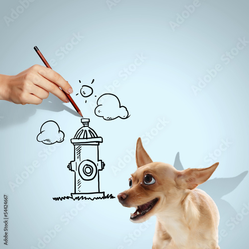 Photo: Little funny dog Little funny dog