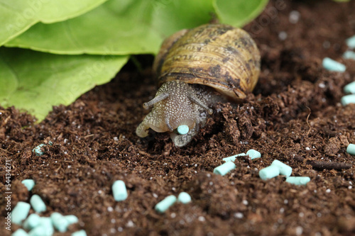 Photo: granulés anti limace et escargots granulés anti limace et escargots