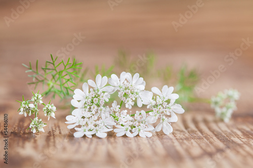 Photo: Cilantro flower Cilantro flower