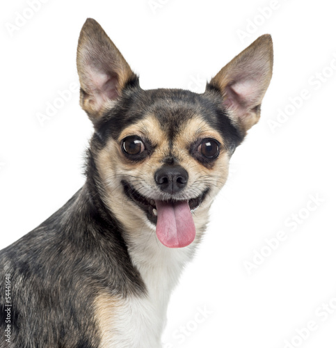 Photo: Close up of a Chihuahua sticking the tongue out, isolated on whi Close up of a Chihuahua sticking the tongue out, isolated on whi
