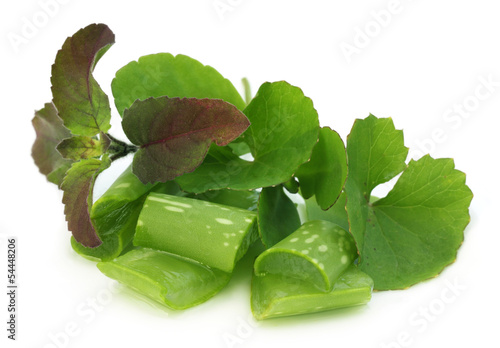 Photo: Medicinal herbs – aloe, tulsi, thankuni Medicinal herbs – aloe, tulsi, thankuni