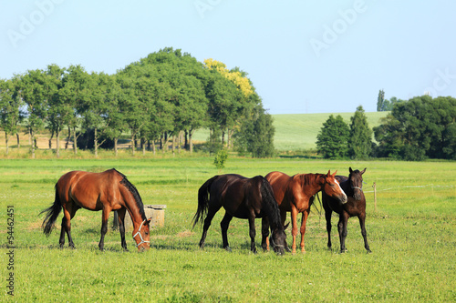 Photo: Grazing brown Horses on the green Pasture Grazing brown Horses on the green Pasture