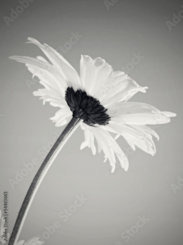 Fototapeta white daisies