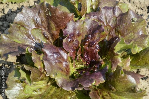 Photo: laitue, salade, variete Kamicaze, Lactuca sativa laitue, salade, variete Kamicaze, Lactuca sativa
