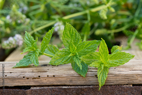 Photo: peppermint peppermint