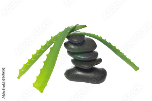 Photo: aloe leaf and stones aloe leaf and stones