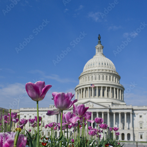Photo: Capitol Building in Washington DC with tulips foreground Capitol Building in Washington DC with tulips foreground