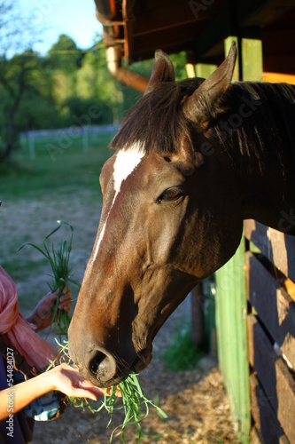 Photo: koń 2 koń 2