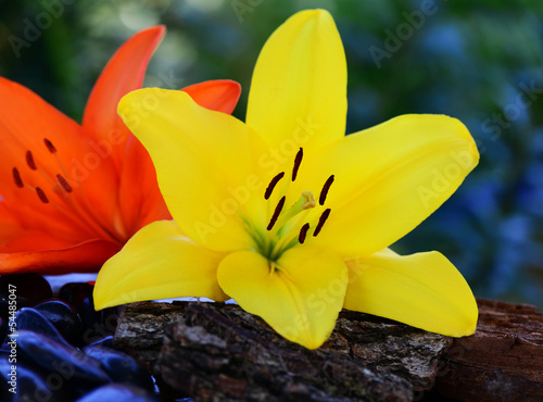 Photo: Auszeit, Lilie Auszeit, Lilie