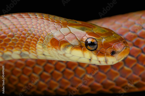 Photo: Japanese forest rat snake / Euprepiophis conspicillatus Japanese forest rat snake / Euprepiophis conspicillatus