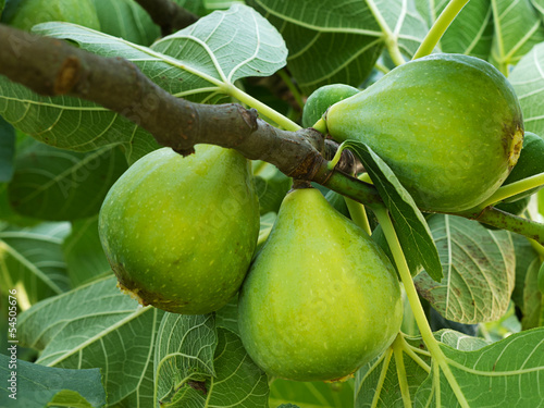 Photo: Green fiorone figs on tree Green fiorone figs on tree