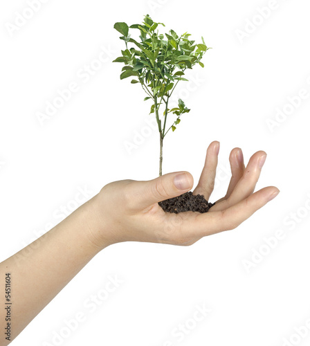 Photo: citrus tree in hand citrus tree in hand