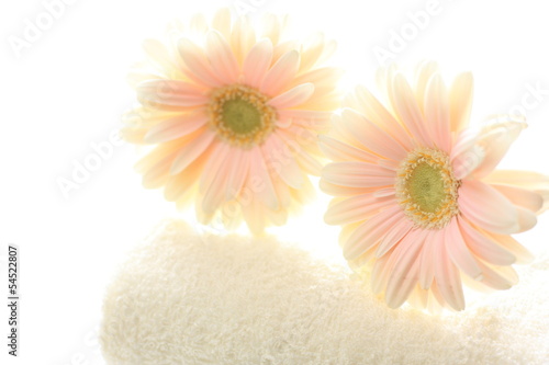 Photo: pastel pink gerbera on towel for interior goods image pastel pink gerbera on towel for interior goods image