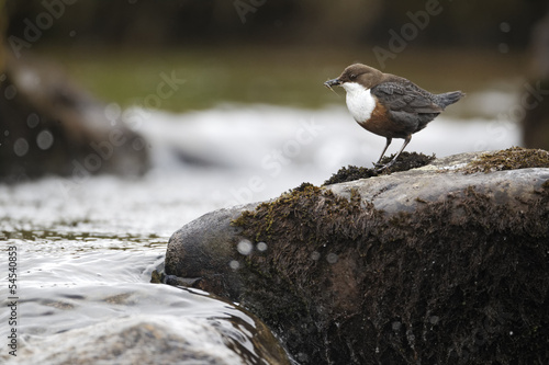 Photo: Dipper, Cinclus cinclus Dipper, Cinclus cinclus