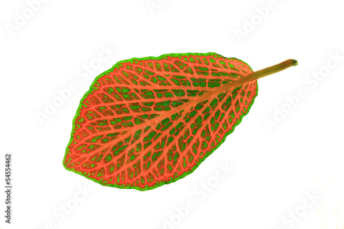 Illustration: Fittonia ( mosaic plant ) Fittonia ( mosaic plant )