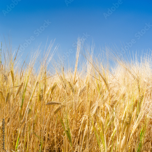 Photo: Getreidefeld vor blauem Himmel Getreidefeld vor blauem Himmel