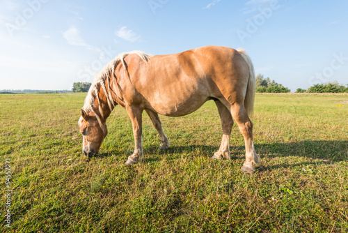 Photo: Grazing brown horse with braided mane. Grazing brown horse with braided mane.