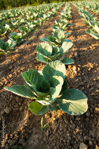Photo: Kohlpflanzenbeet Kohlpflanzenbeet