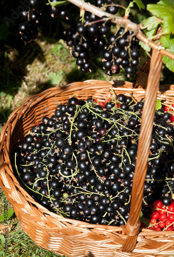 Photo: panier de cassis panier de cassis