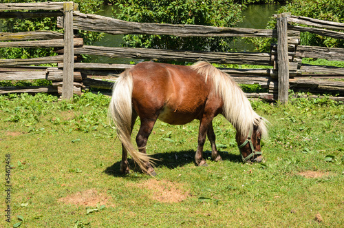Photo: Pony grazing in field Pony grazing in field