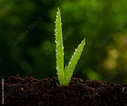 Photo: Aloe plant growing Aloe plant growing