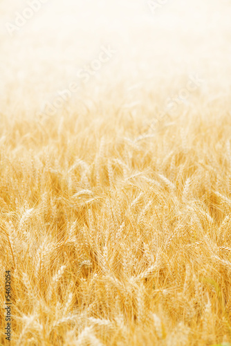 Photo: Golden wheat background Golden wheat background