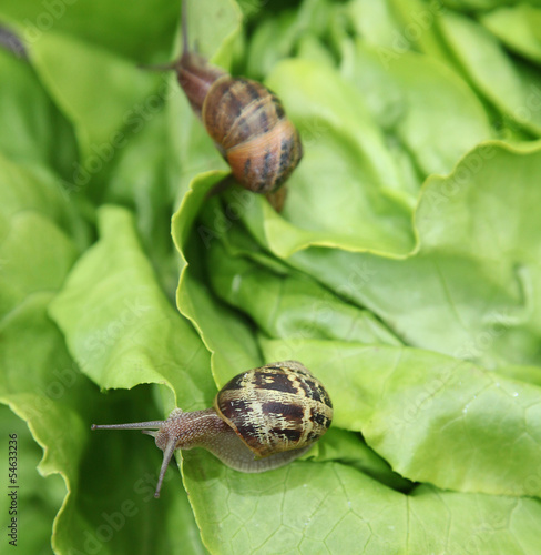 Photo: escargots sur de la salade escargots sur de la salade