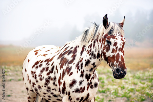 Photo: spotty horse spotty horse