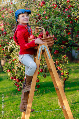 Photo: Apple orchard - cute girl picking ripe apples Apple orchard - cute girl picking ripe apples