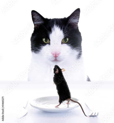 Photo: Katze und Maus Katze und Maus
