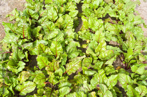 Photo: Beets in the organic vegetable garden. Beets in the organic vegetable garden.