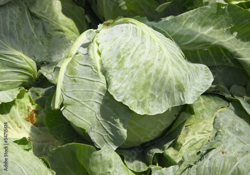 Photo: early cabbage early cabbage