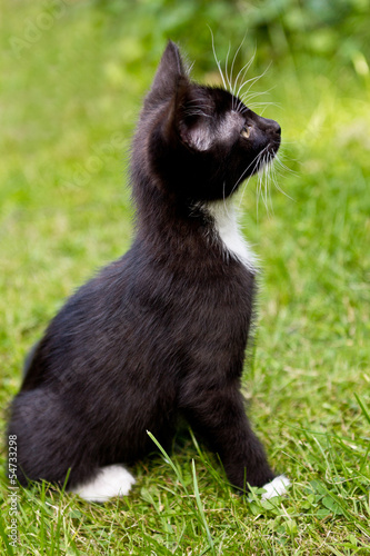 Photo: Neugieriges Katzen-Kind auf Wiese Neugieriges Katzen-Kind auf Wiese