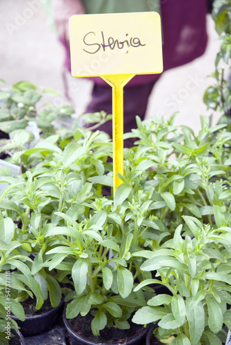 Photo: Stevia Stevia