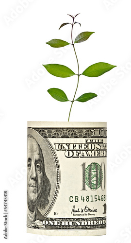 Photo: sapling growing from dollar bill sapling growing from dollar bill