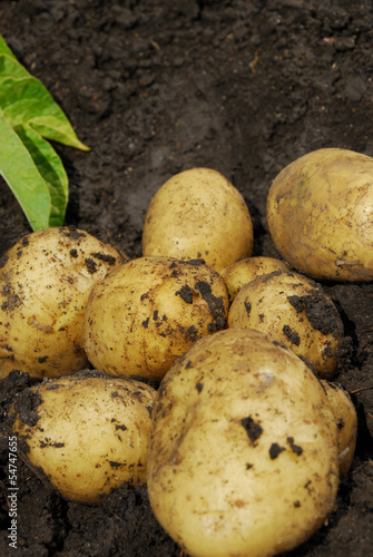 Photo: Potatoes Potatoes