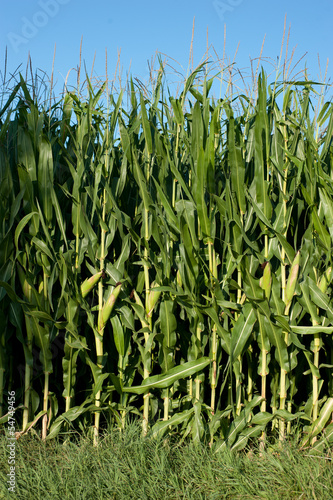 Photo: campo di mais campo di mais